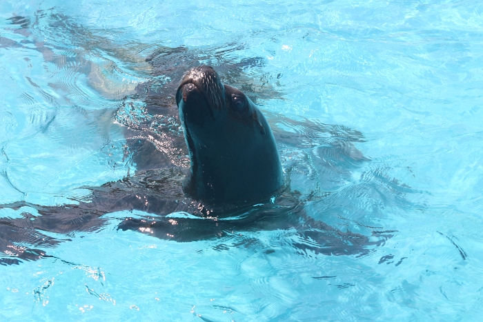 Marineland - Otaries - 010